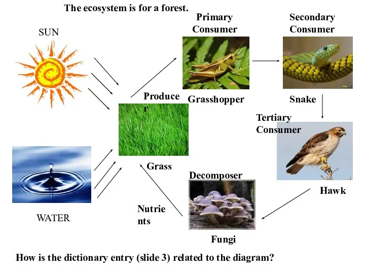 The ecosystem is for a forest. How is the dictionary