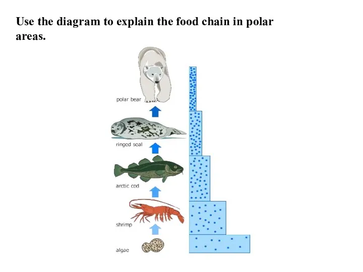 Use the diagram to explain the food chain in polar areas.