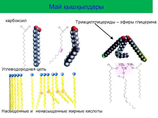 Май қышқылдары