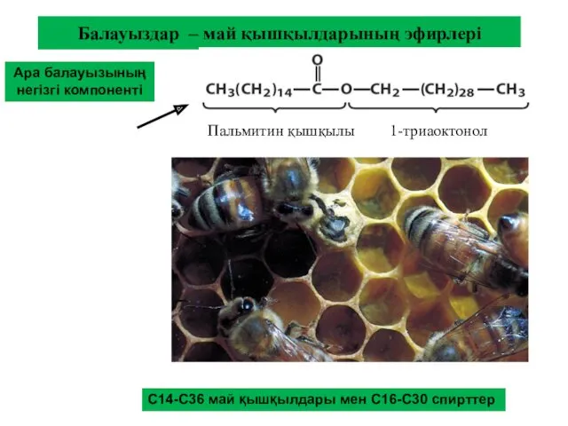 Балауыздар – май қышқылдарының эфирлері С14-С36 май қышқылдары мен С16-С30