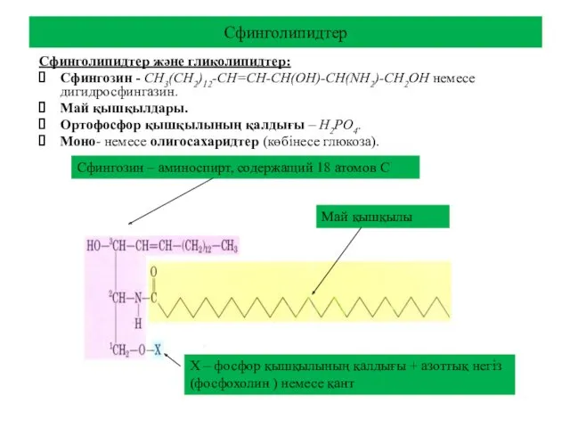 Сфинголипидтер Сфинголипидтер және гликолипидтер: Сфингозин - СН3(СН2)12-СН=СН-СН(ОН)-СН(NН2)-СН2ОН немесе дигидросфингазин. Май