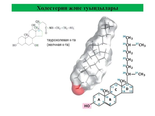 Холестерин және туындылары