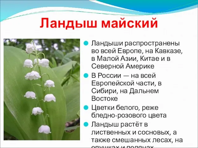 Ландыш майский Ландыши распространены во всей Европе, на Кавказе, в