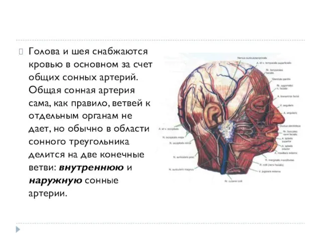 Голова и шея снабжаются кровью в основном за счет общих