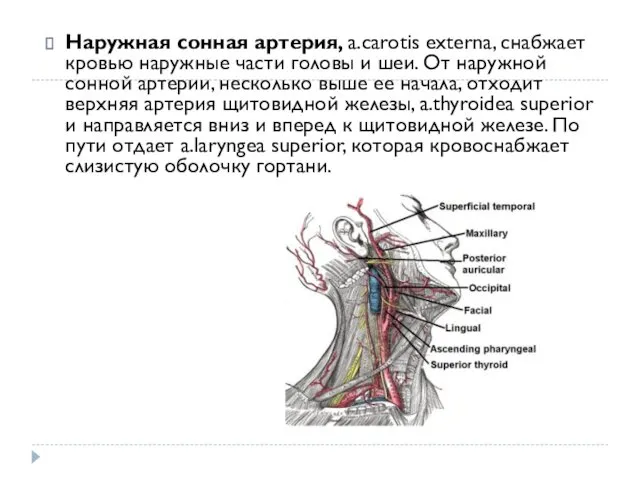 Наружная сонная артерия, a.carotis externa, снабжает кровью наружные части головы
