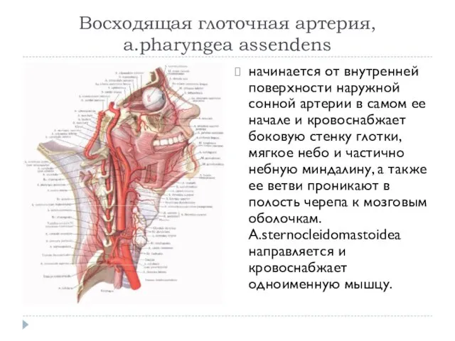 Восходящая глоточная артерия, a.pharyngea assendens начинается от внутренней поверхности наружной