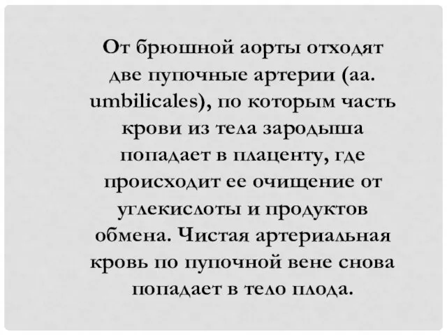 От брюшной аорты отходят две пупочные артерии (aa. umbilicales), по