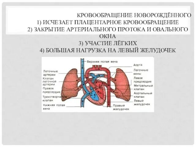 КРОВООБРАЩЕНИЕ НОВОРОЖДЁННОГО 1) ИСЧЕЗАЕТ ПЛАЦЕНТАРНОЕ КРОВООБРАЩЕНИЕ 2) ЗАКРЫТИЕ АРТЕРИАЛЬНОГО ПРОТОКА