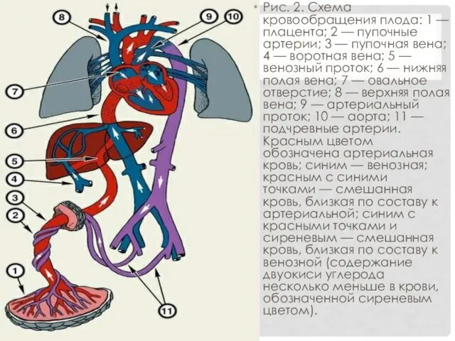 Рис. 2. Схема кровообращения плода: 1 — плацента; 2 —