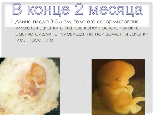 Длина плода 3-3,5 см, тело его сформировано, имеются зачатки органов,