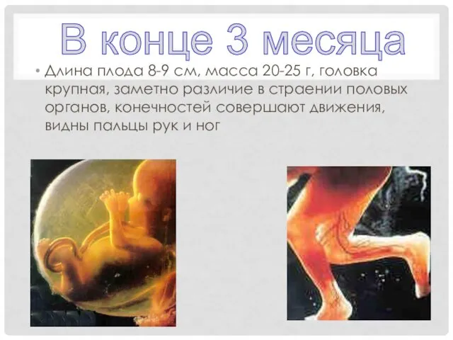 Длина плода 8-9 см, масса 20-25 г, головка крупная, заметно