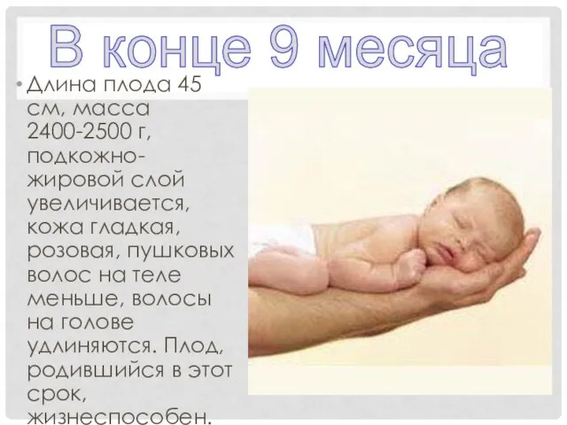 Длина плода 45 см, масса 2400-2500 г, подкожно-жировой слой увеличивается,