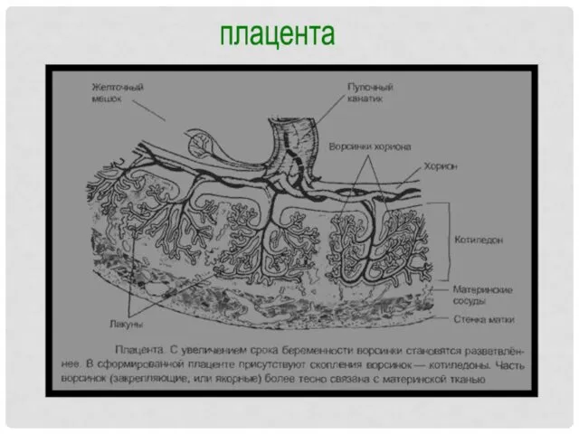 плацента