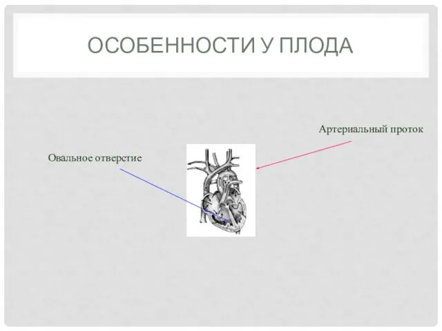 ОСОБЕННОСТИ У ПЛОДА Артериальный проток Овальное отверстие