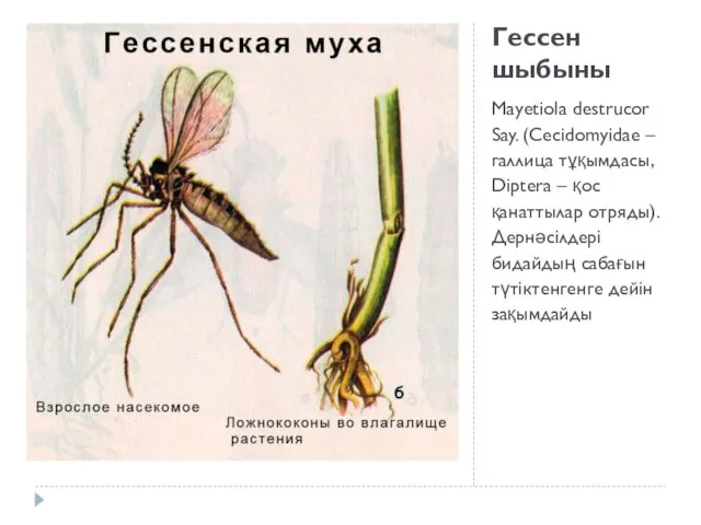 Гессен шыбыны Мауеtiola destrucor Say. (Cecidomyidae – галлица тұқымдасы, Diptera