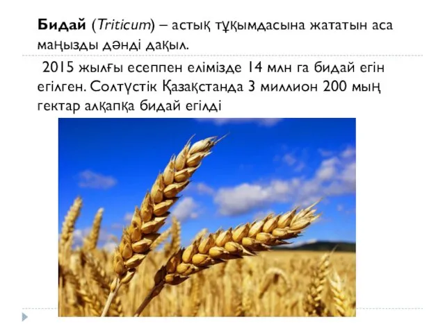 Бидай (Triticum) – астық тұқымдасына жататын аса маңызды дәнді дақыл.