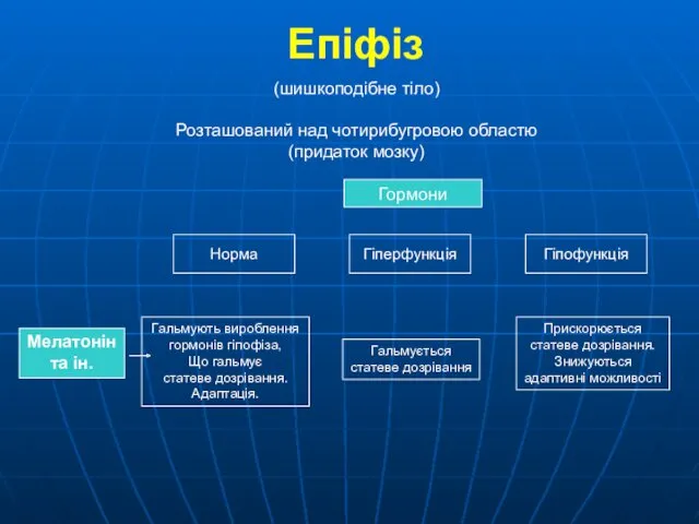 (шишкоподібне тіло) Розташований над чотирибугровою областю (придаток мозку) Гормони Норма