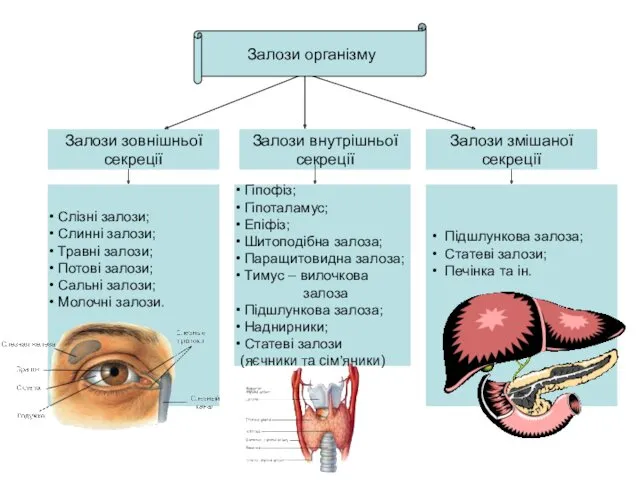 Залози внутрішньої секреції Залози змішаної секреції Залози зовнішньої секреції Слізні