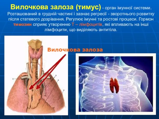 Вилочкова залоза (тимус) - орган імунної системи. Розташований в грудній