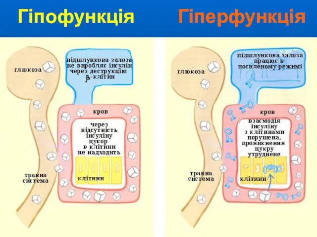 Гіпофункція Гіперфункція