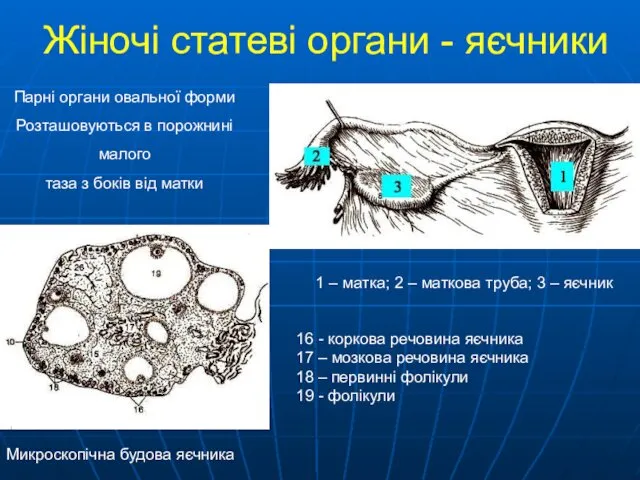 Парні органи овальної форми Розташовуються в порожнині малого таза з