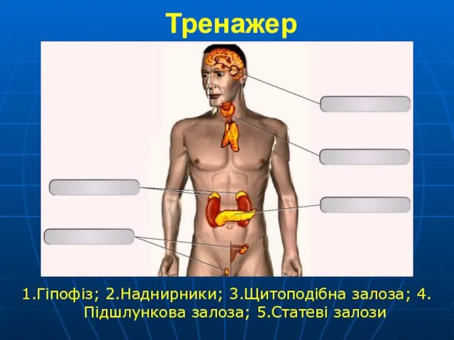 Тренажер 1.Гіпофіз; 2.Наднирники; 3.Щитоподібна залоза; 4.Підшлункова залоза; 5.Статеві залози