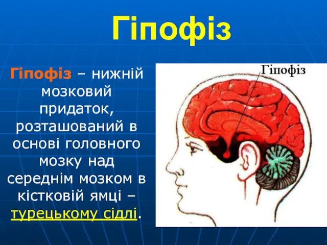 Гіпофіз Гіпофіз – нижній мозковий придаток, розташований в основі головного
