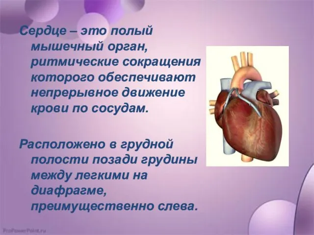 Сердце – это полый мышечный орган, ритмические сокращения которого обеспечивают