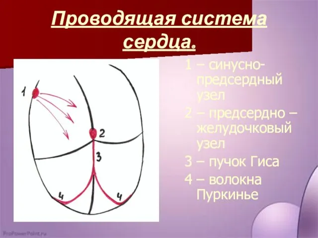 Проводящая система сердца. 1 – синусно-предсердный узел 2 – предсердно