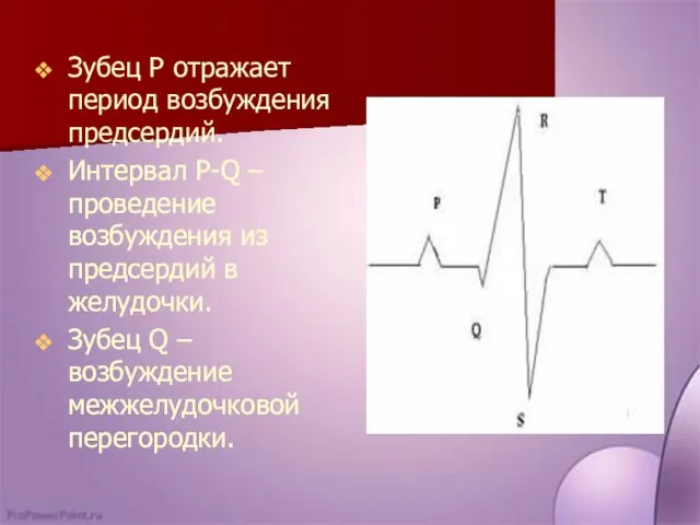 Зубец Р отражает период возбуждения предсердий. Интервал P-Q – проведение