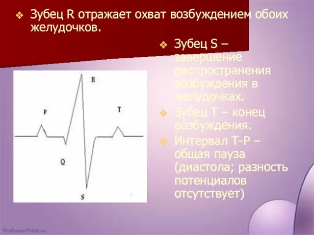 Зубец R отражает охват возбуждением обоих желудочков. Зубец S –