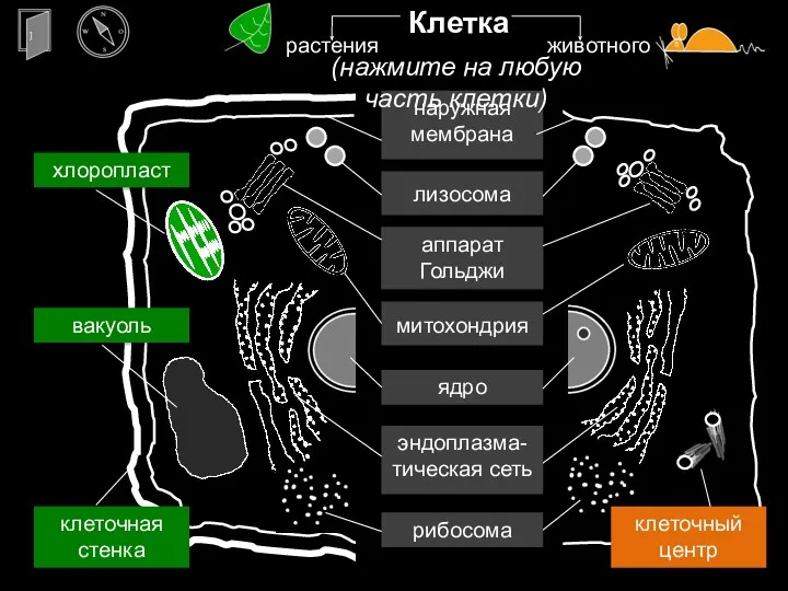 ядро рибосома клеточный центр вакуоль клеточная стенка (нажмите на любую часть клетки) хлоропласт