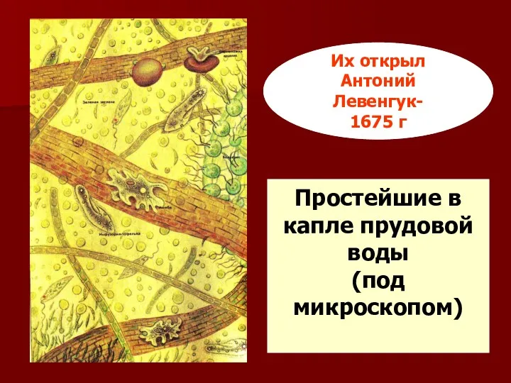 Простейшие в капле прудовой воды (под микроскопом) Их открыл Антоний Левенгук- 1675 г