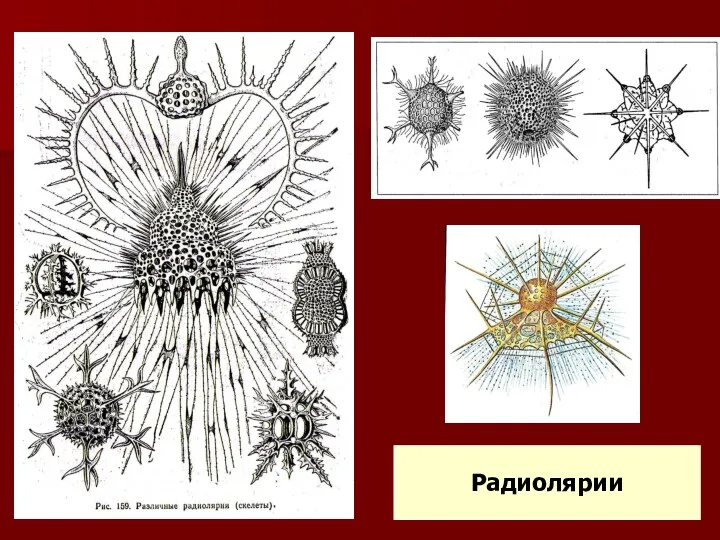 Радиолярии