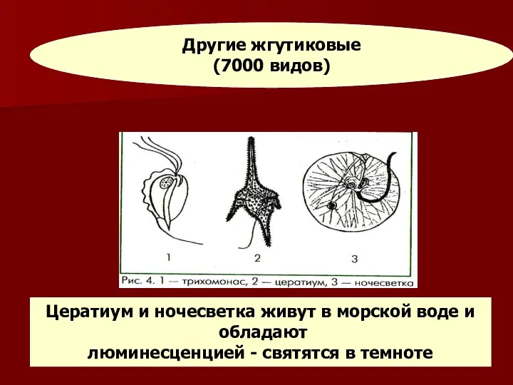 Другие жгутиковые (7000 видов) Цератиум и ночесветка живут в морской