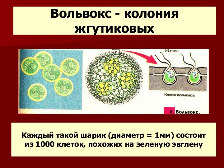 Вольвокс - колония жгутиковых Каждый такой шарик (диаметр = 1мм)