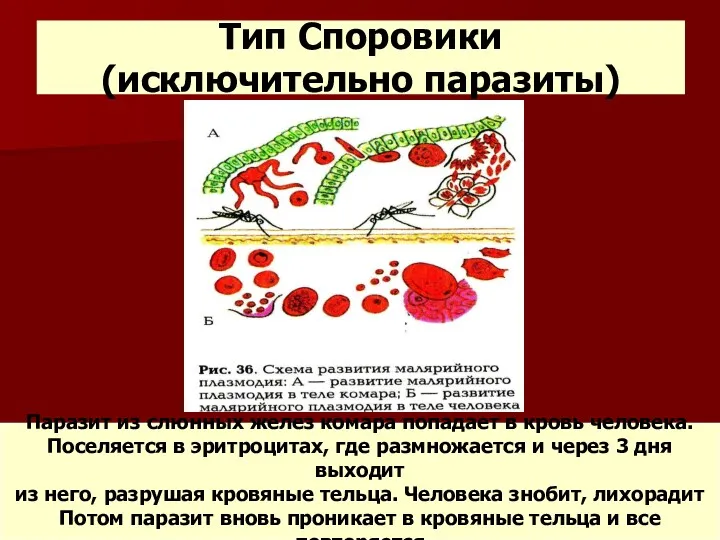 Тип Споровики (исключительно паразиты) Паразит из слюнных желез комара попадает