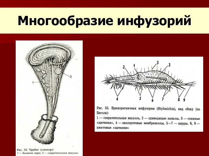 Многообразие инфузорий