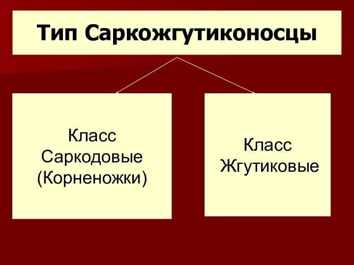 Тип Саркожгутиконосцы Класс Саркодовые (Корненожки) Класс Жгутиковые