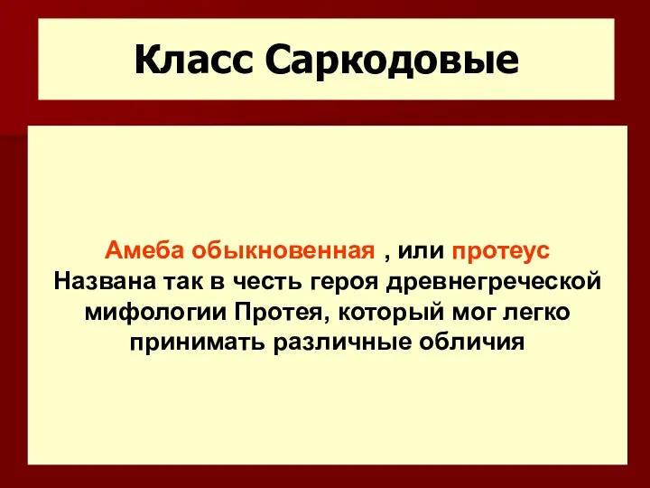 Класс Саркодовые Амеба обыкновенная , или протеус Названа так в