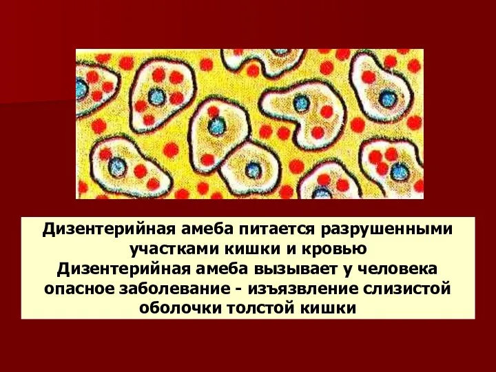 Дизентерийная амеба питается разрушенными участками кишки и кровью Дизентерийная амеба