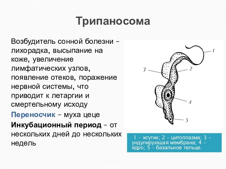 Трипаносома 1 – жгутик; 2 – цитоплазма; 3 – ундулирующая мембрана; 4 –