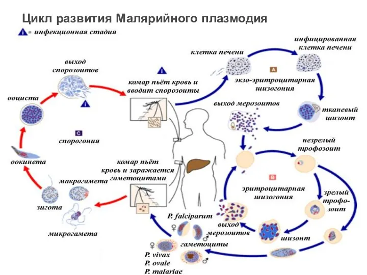 Цикл развития Малярийного плазмодия