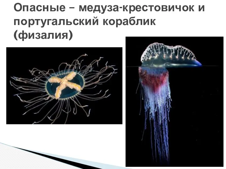 Опасные – медуза-крестовичок и португальский кораблик (физалия)