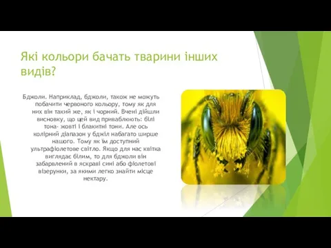 Які кольори бачать тварини інших видів? Бджоли. Наприклад, бджоли, також