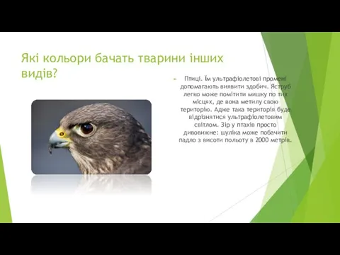 Які кольори бачать тварини інших видів? Птиці. Їм ультрафіолетові промені