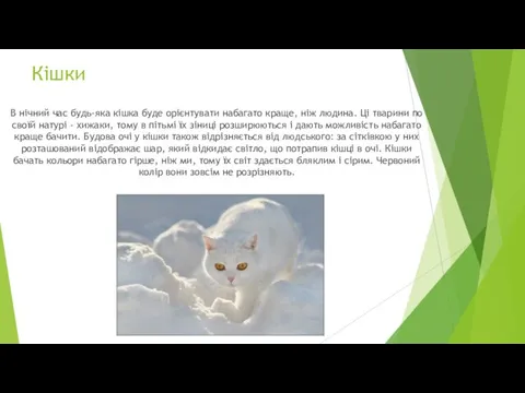 Кішки В нічний час будь-яка кішка буде орієнтувати набагато краще,