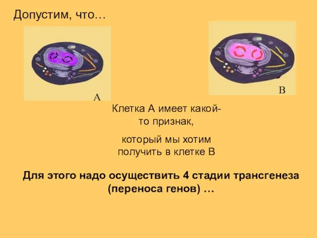 Для этого надо осуществить 4 стадии трансгенеза (переноса генов) … Клетка А имеет