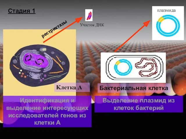 Участок ДНК Клетка А Идентификация и выделение интересующих исследователей генов