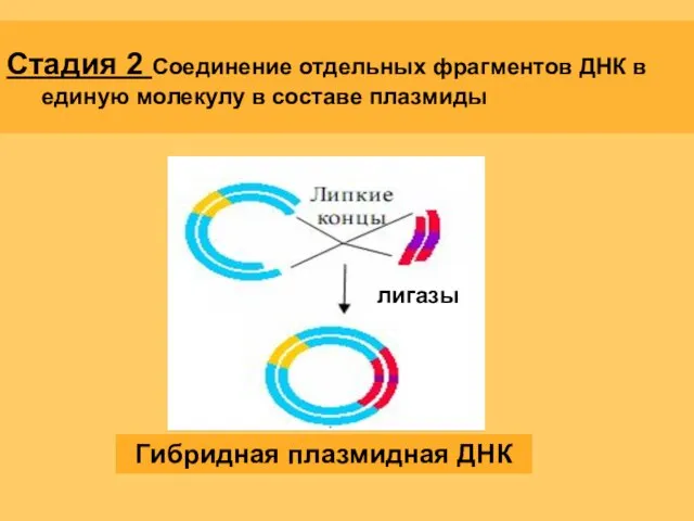 Стадия 2 Соединение отдельных фрагментов ДНК в единую молекулу в составе плазмиды лигазы Гибридная плазмидная ДНК